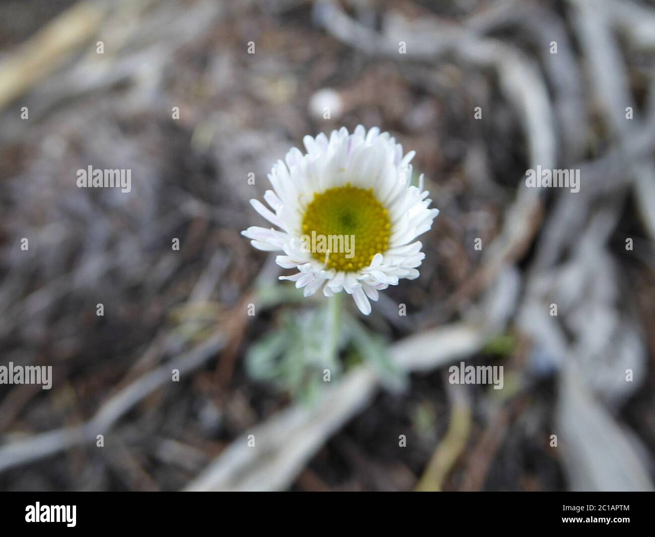 Erigeron sp Erigeron sp. Stockfoto