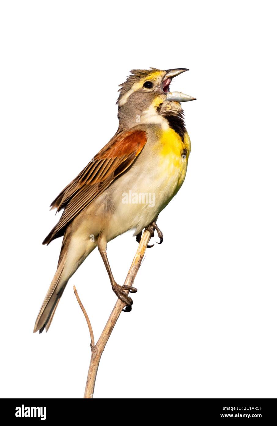 Dickcissel (Spiza americana) männlicher Gesang, isoliert auf weißem Hintergrund. Stockfoto