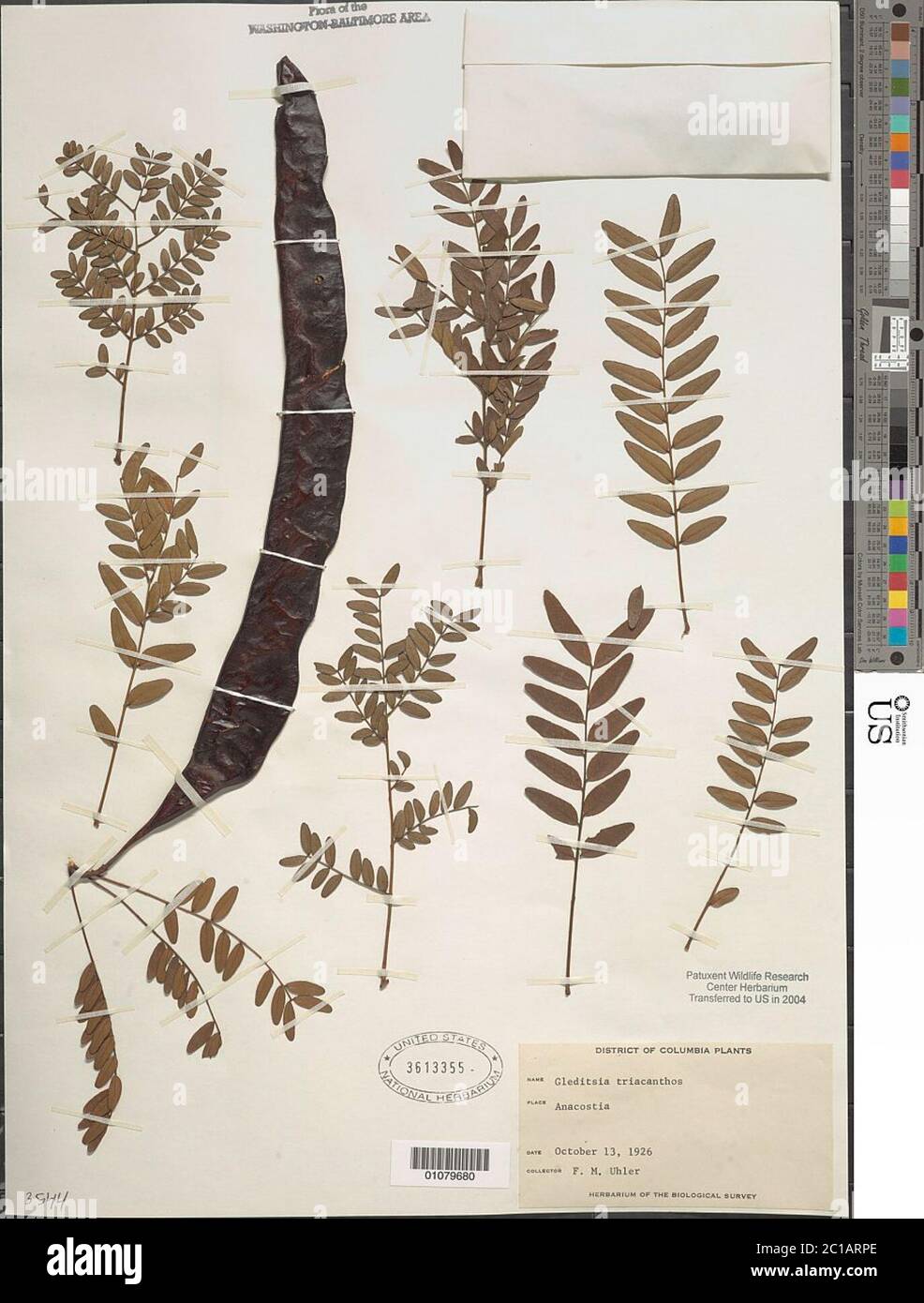 Gleditsia triacanthos L Gleditsia triacanthos L Stockfotografie Alamy