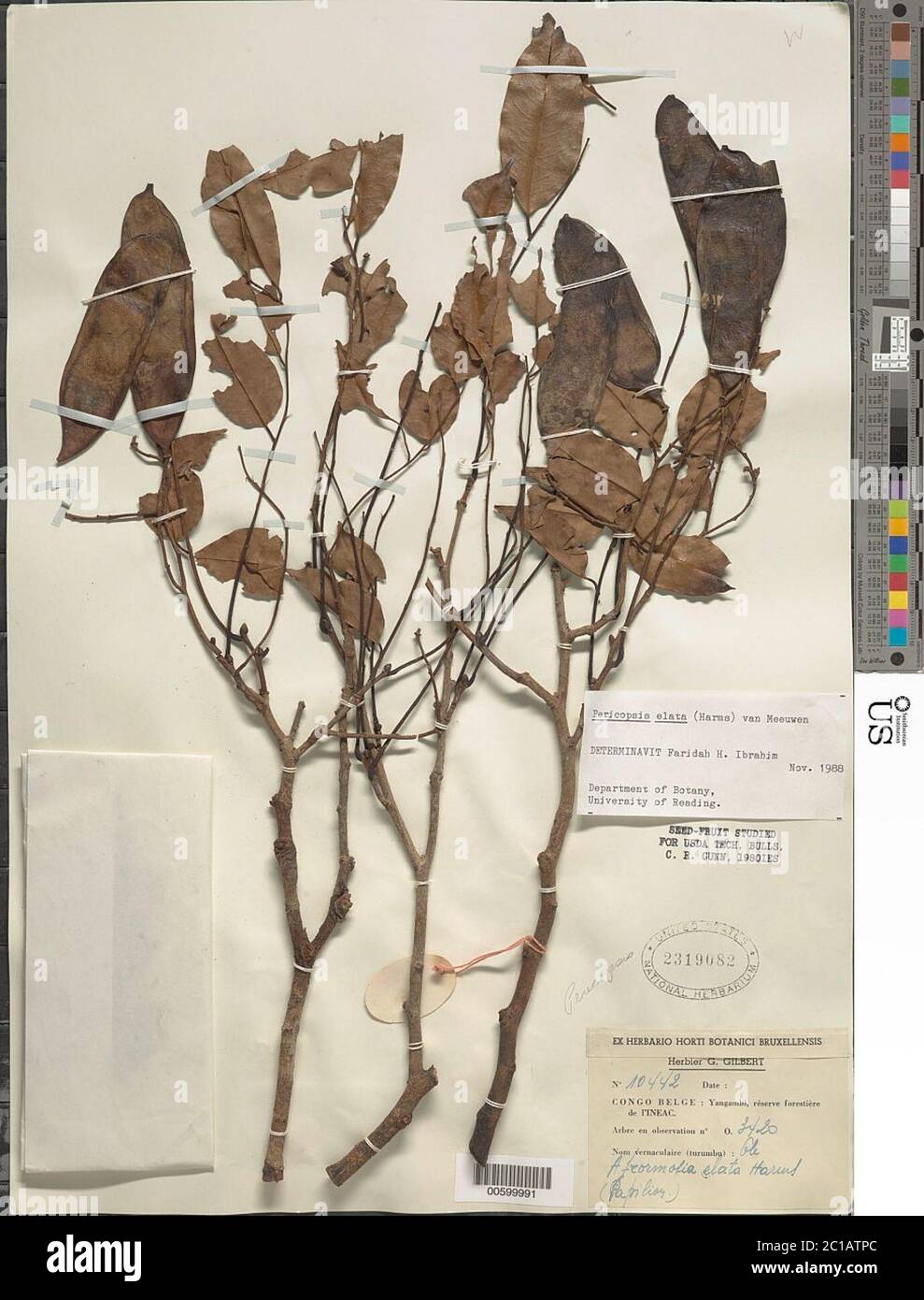 Pericopsis elata Harms Pericopsis elata Harms Stockfotografie Alamy