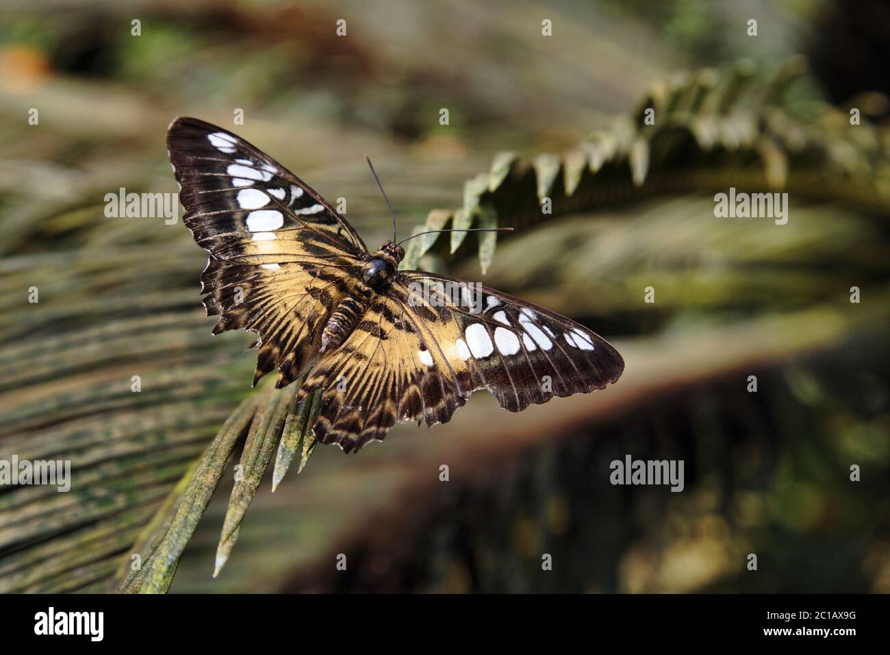 Clipper Schmetterling - Parthenos sylvia Stockfoto