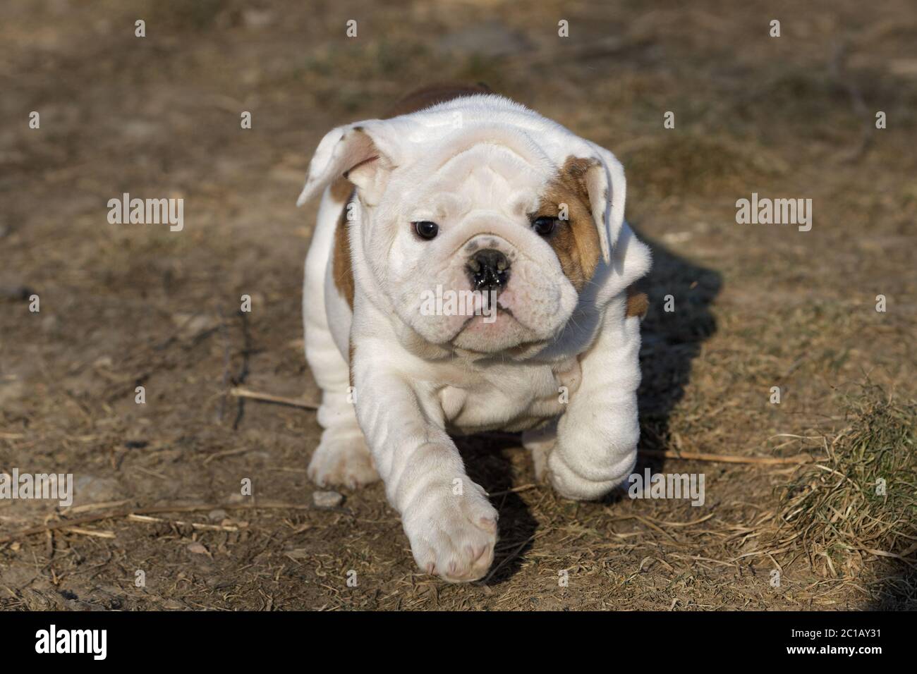 Kleine Welpen der Englischen Bulldogge laufen Outdoor Stockfoto
