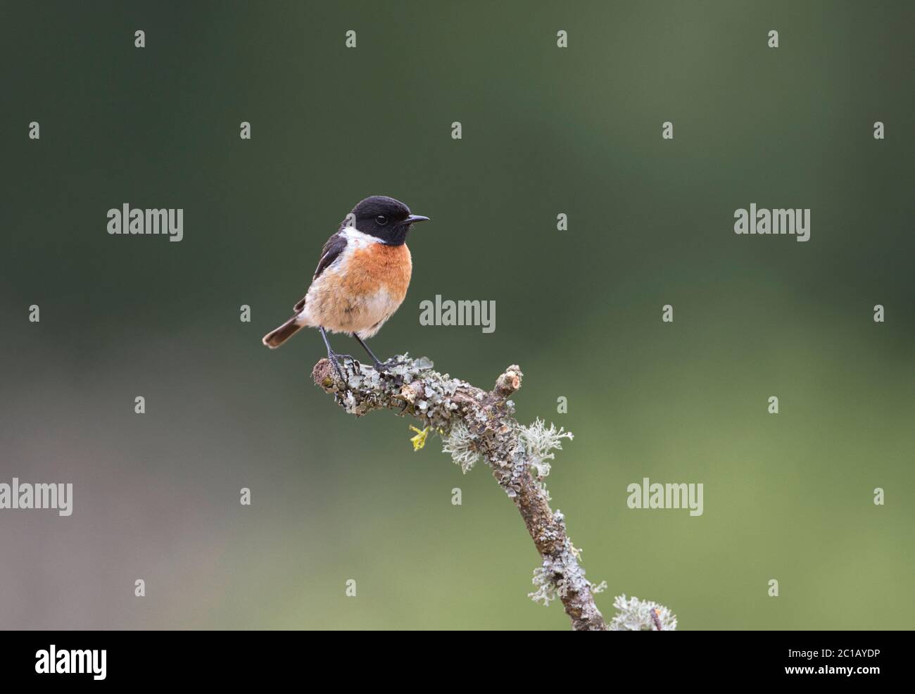 Männliche gemeinsame Schwarzkehlchen (Saxicola torquatus) Stockfoto