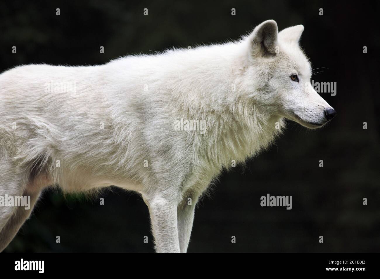 Arctic Wolf - Canis lupus Arctos Stockfoto