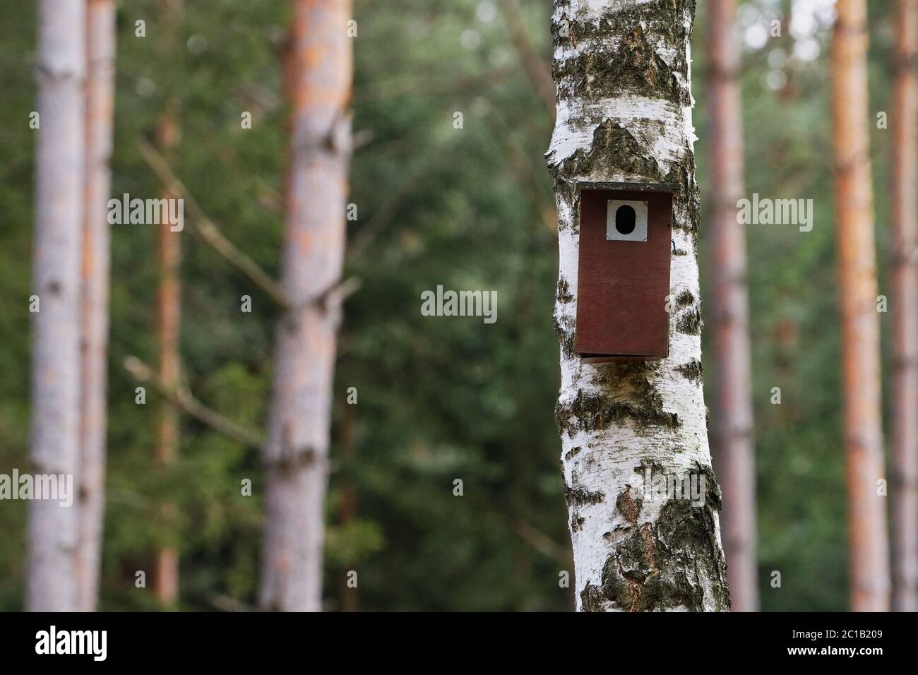 Vogel stand an einem Baum hing. Frühling Home für nistende Vögel Stockfoto