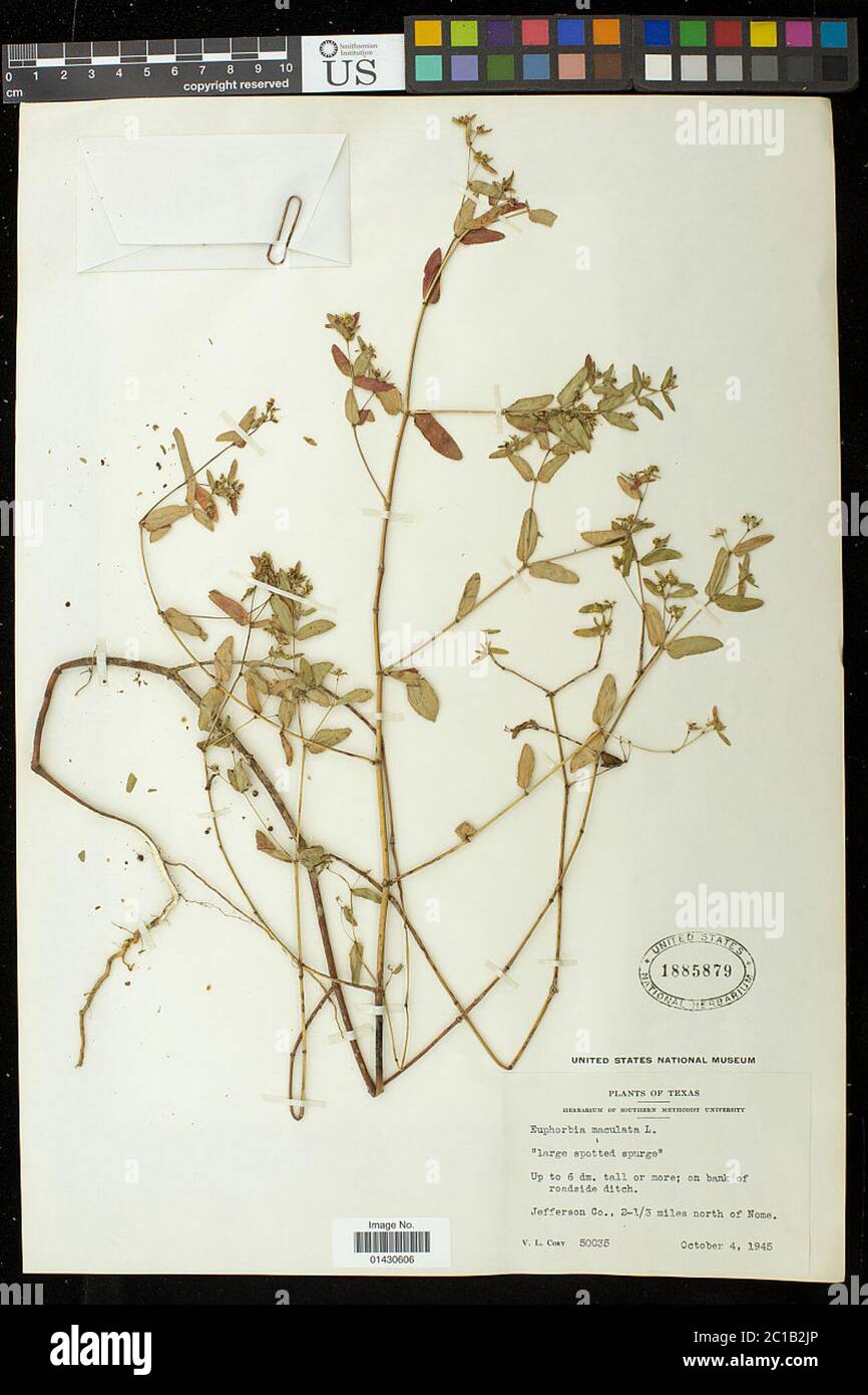 Euphorbia maculata L Euphorbia maculata L. Stockfoto