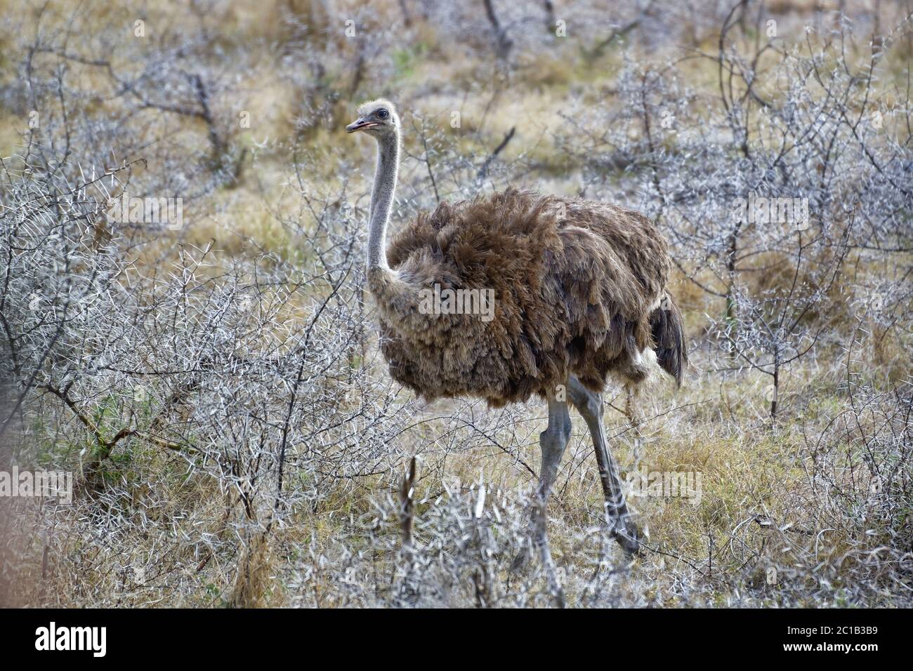 Strauß - Struthio camelus Stockfoto