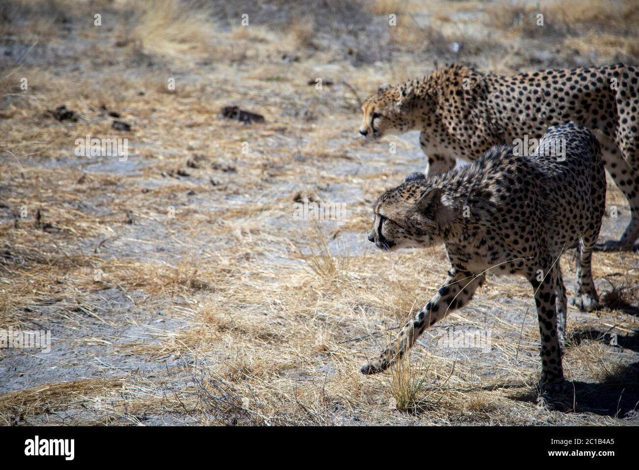 Trockene Landschaft mit zwei 2 cheeta's auf der Jagd nach Beute. Cheetas Jagd in der Wüste, der tote Vlei, Namibia Stockfoto