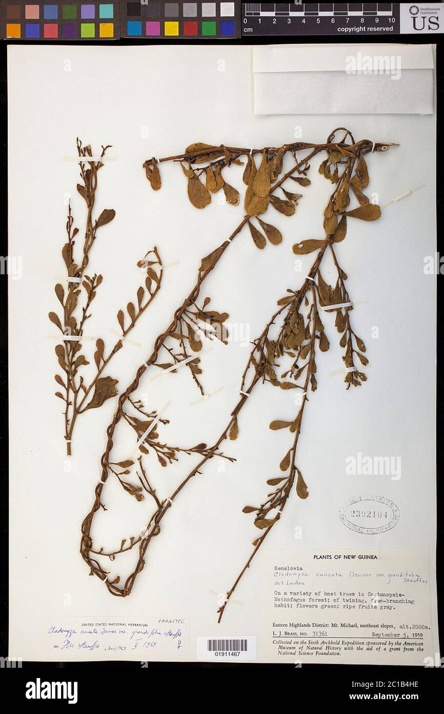 Cladomyza cuneata Danser Cladomyza cuneata Danser. Stockfoto