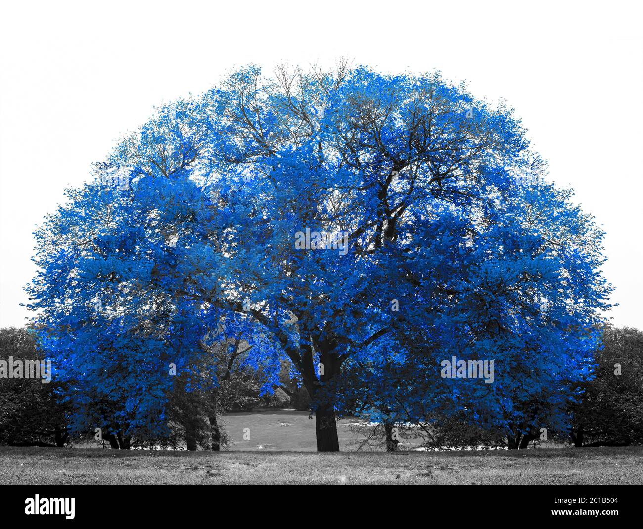 Großer blauer Baum in schwarz-weißer Landschaft im Central Park, New York City NYC Stockfoto