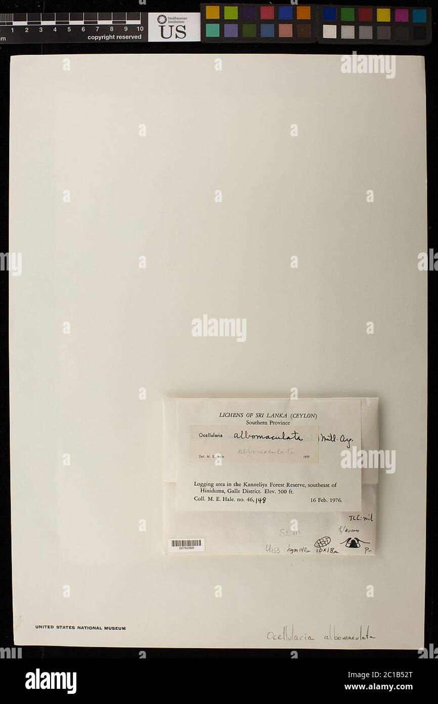 Ocellularia albomaculata Hale Ocellularia albomaculata Hale. Stockfoto