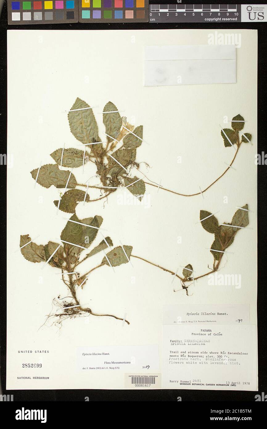 Episcia lilacina Hanst Episcia lilacina Hanst. Stockfoto