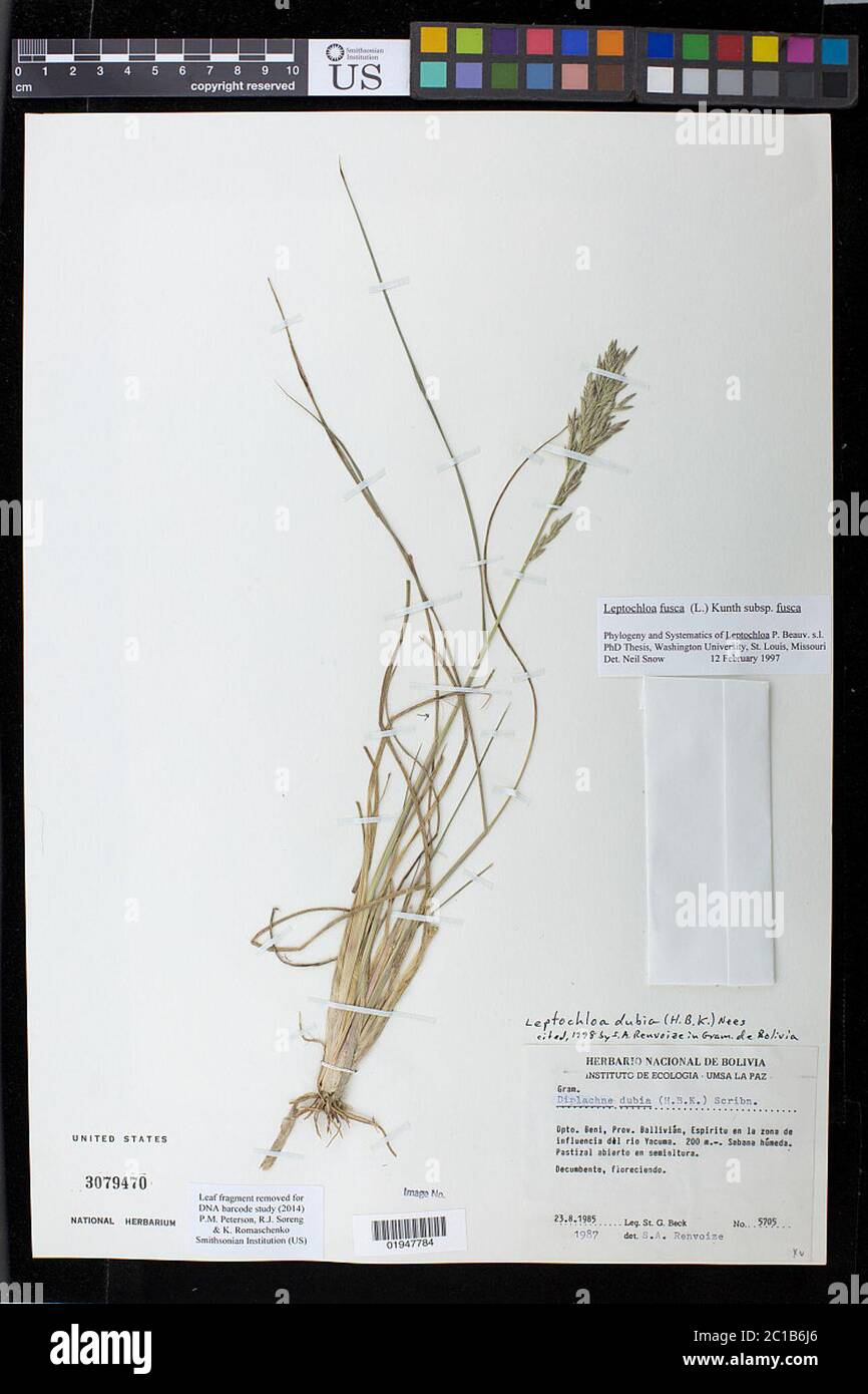 Leptochloa fusca subsp fusca Leptochloa fusca subsp fusca