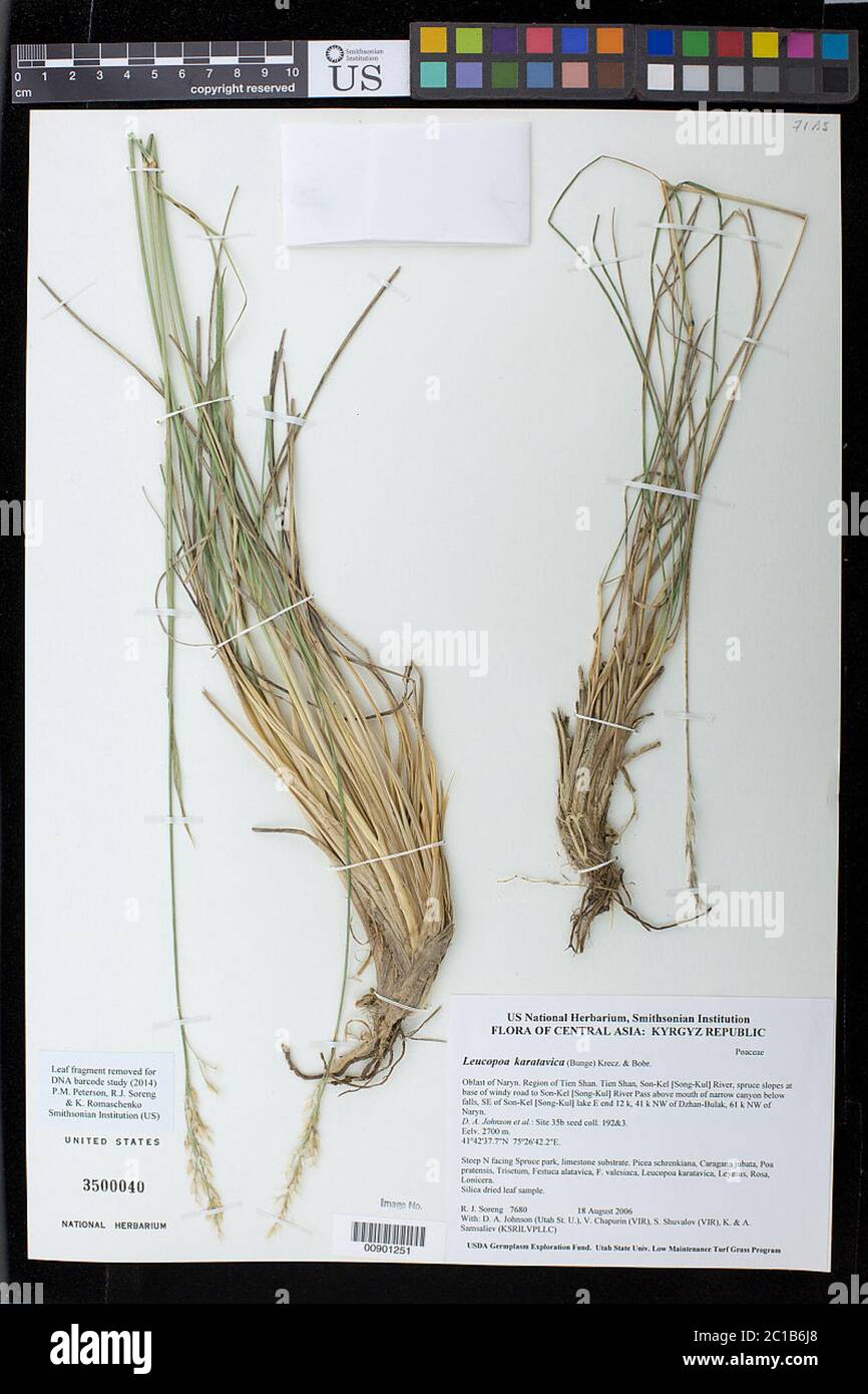 Leucopoa caratavica Bunge VI Krecz Bobrov Leucopoa caratavica Bunge VI Krecz Bobrov. Stockfoto