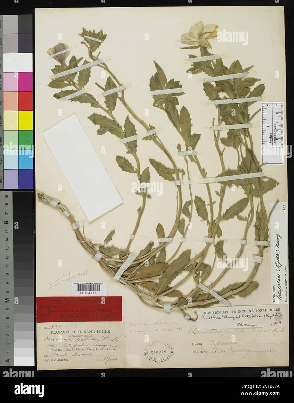 Oenothera pallida var latifolia Rydb Oenothera pallida var latifolia Rydb. Stockfoto