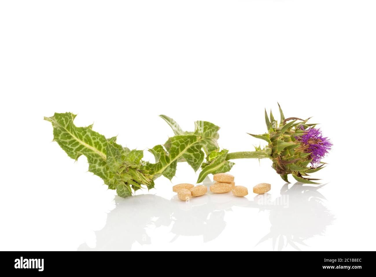 Mariendistel Blütenessenzen. Stockfoto