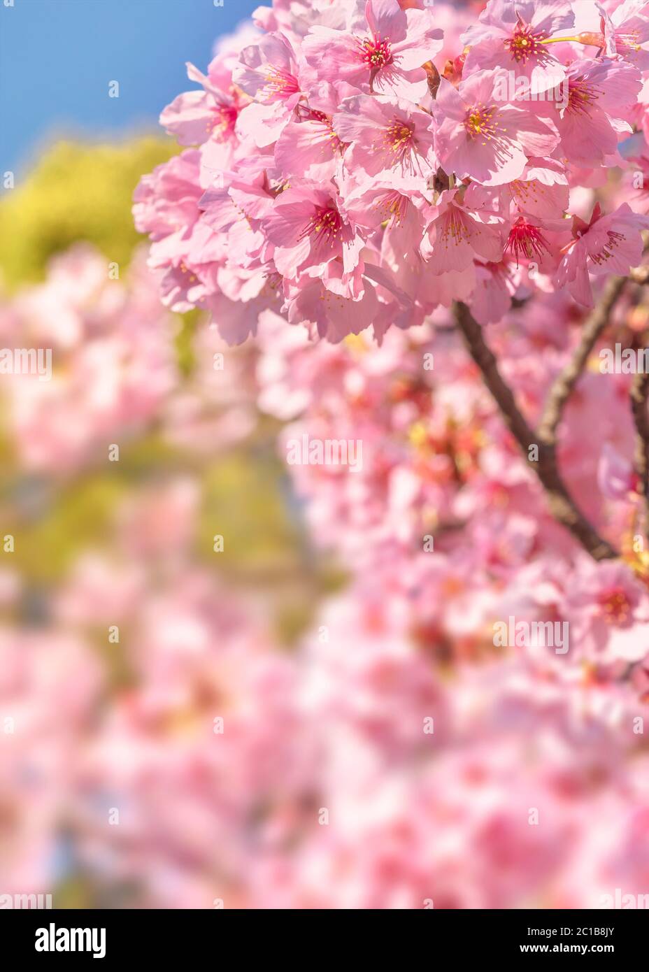 Nahaufnahme einer rosa japanischen sato-zakura oder prunus serrulata Kanzan Kirschblüte vor einem Sakura Bokeh Hintergrund. Stockfoto