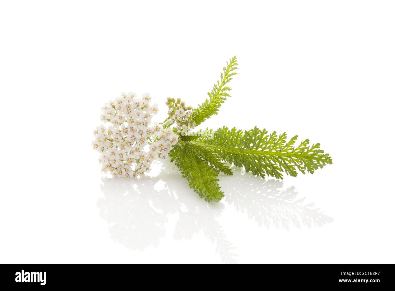 Native Wildflower Schafgarbe Stockfoto