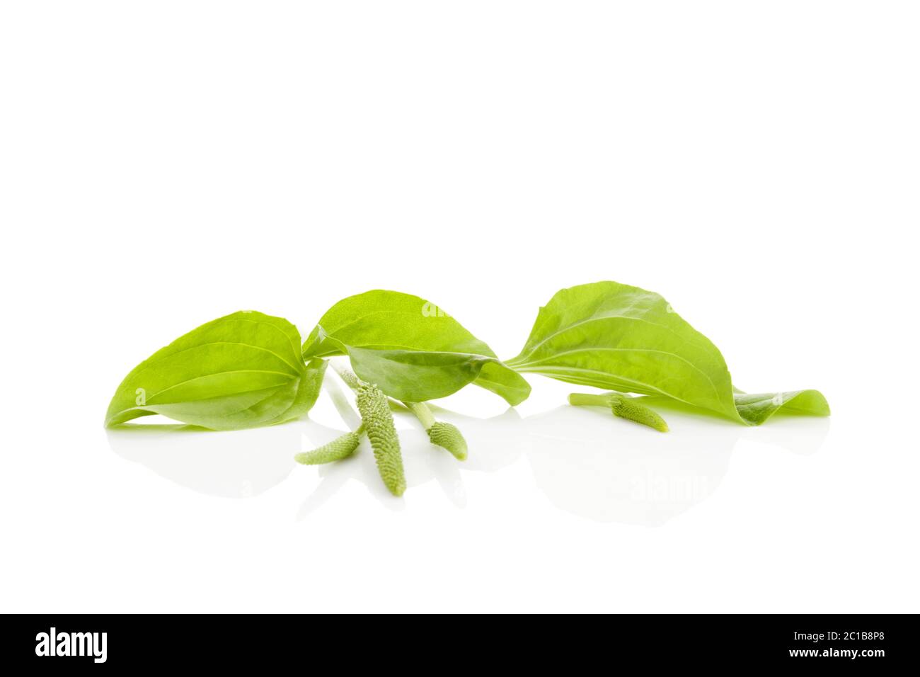 Mehr Wegerich remedy Konzept. Stockfoto