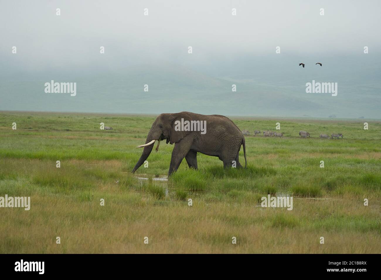 Elefant großer riesiger Tusker Amboseli - große fünf Safari -Baby afrikanischer Buschelefant Loxodonta africana Stockfoto