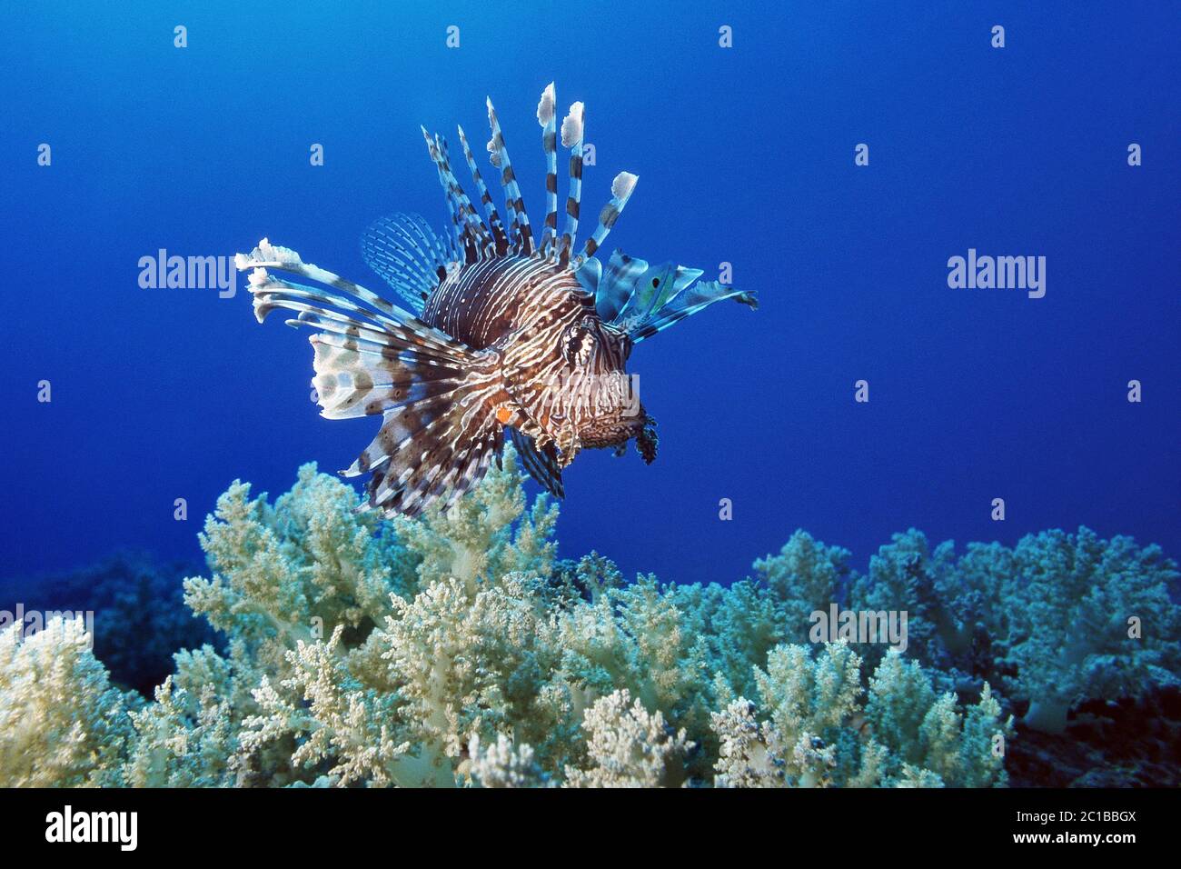 Lionfish / Devil Firefish - Pterois Meilen Stockfoto