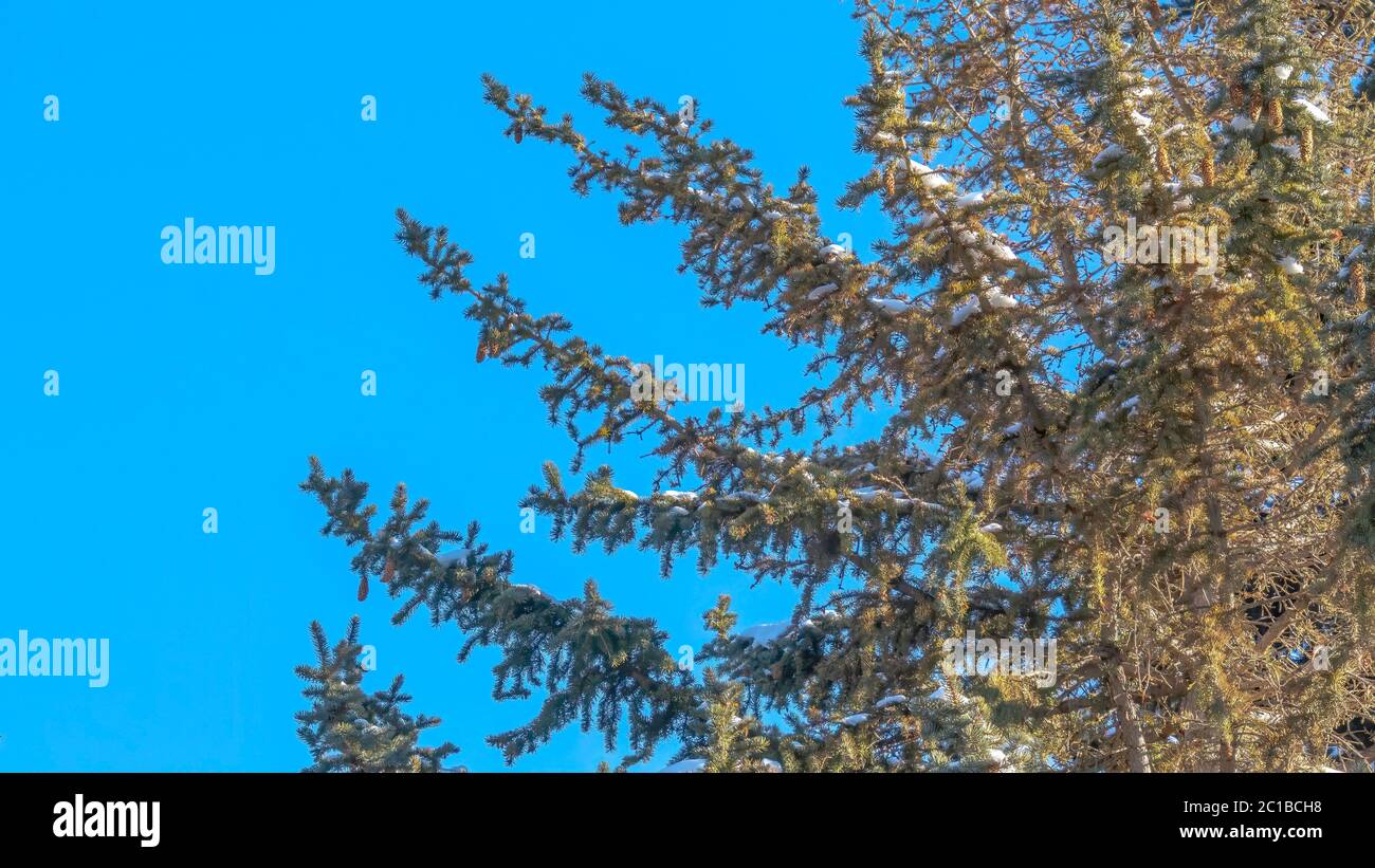 Panorama Evergreen Baum mit üppigen Blättern gegen blauen Himmel an einem sonnigen Tag in Park City Stockfoto