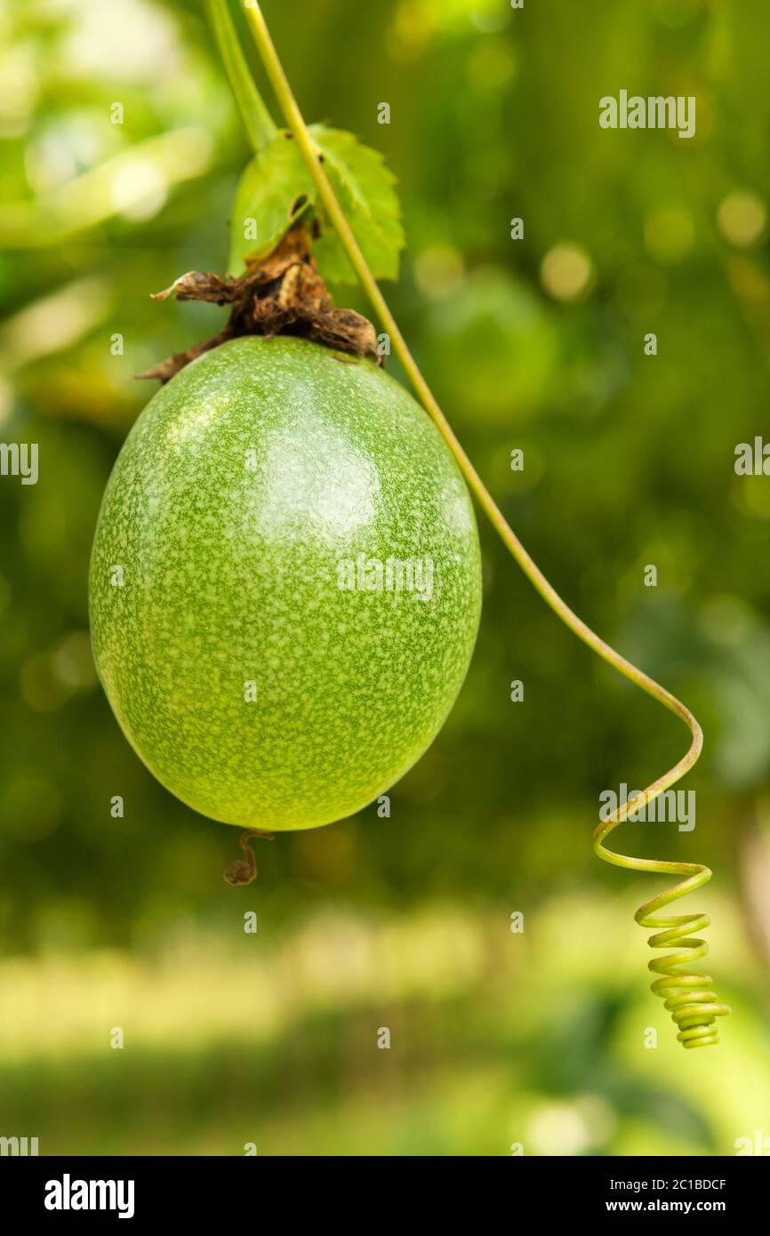 Reife Leidenschaft Frucht am Baum. Stockfoto