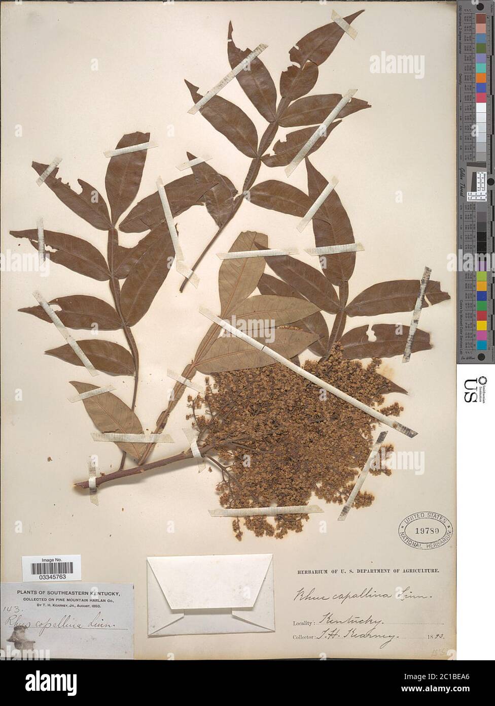 Rhus copallinum L Rhus copallinum L. Stockfoto Rhus copallinum L Rhus copallinum L. Stockfoto