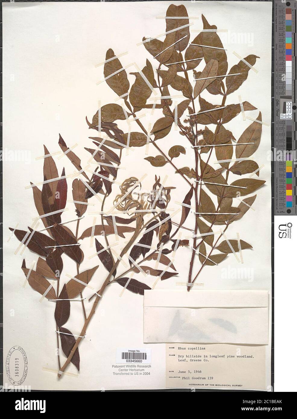Rhus copallinum L Rhus copallinum L. Stockfoto Rhus copallinum L Rhus copallinum L. Stockfoto