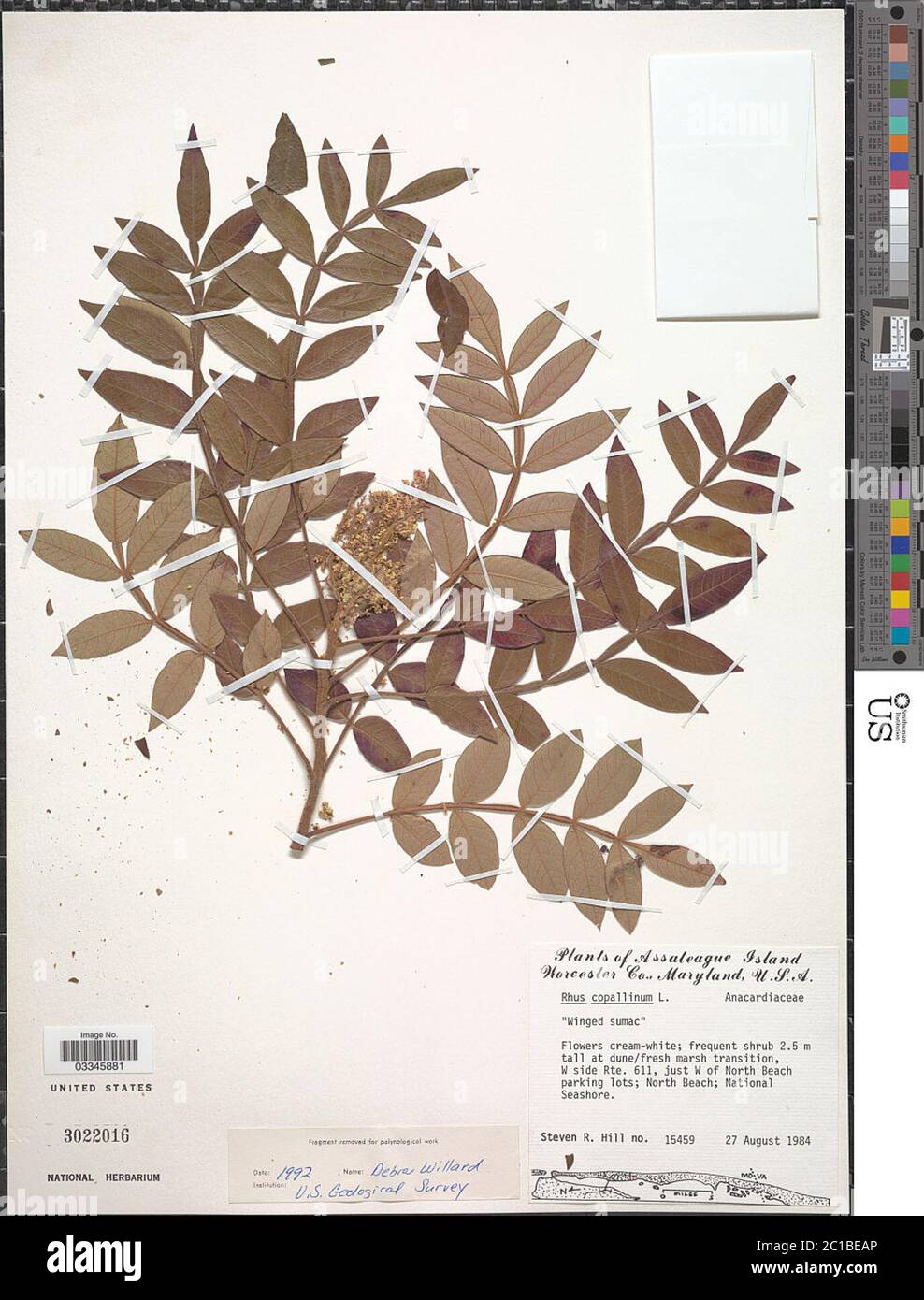Rhus copallinum L Rhus copallinum L. Stockfoto Rhus copallinum L Rhus copallinum L. Stockfoto