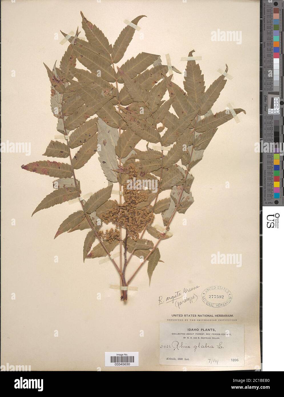 Rhus arguta Greene Rhus arguta Greene. Stockfoto Rhus arguta Greene Rhus arguta Greene. Stockfoto