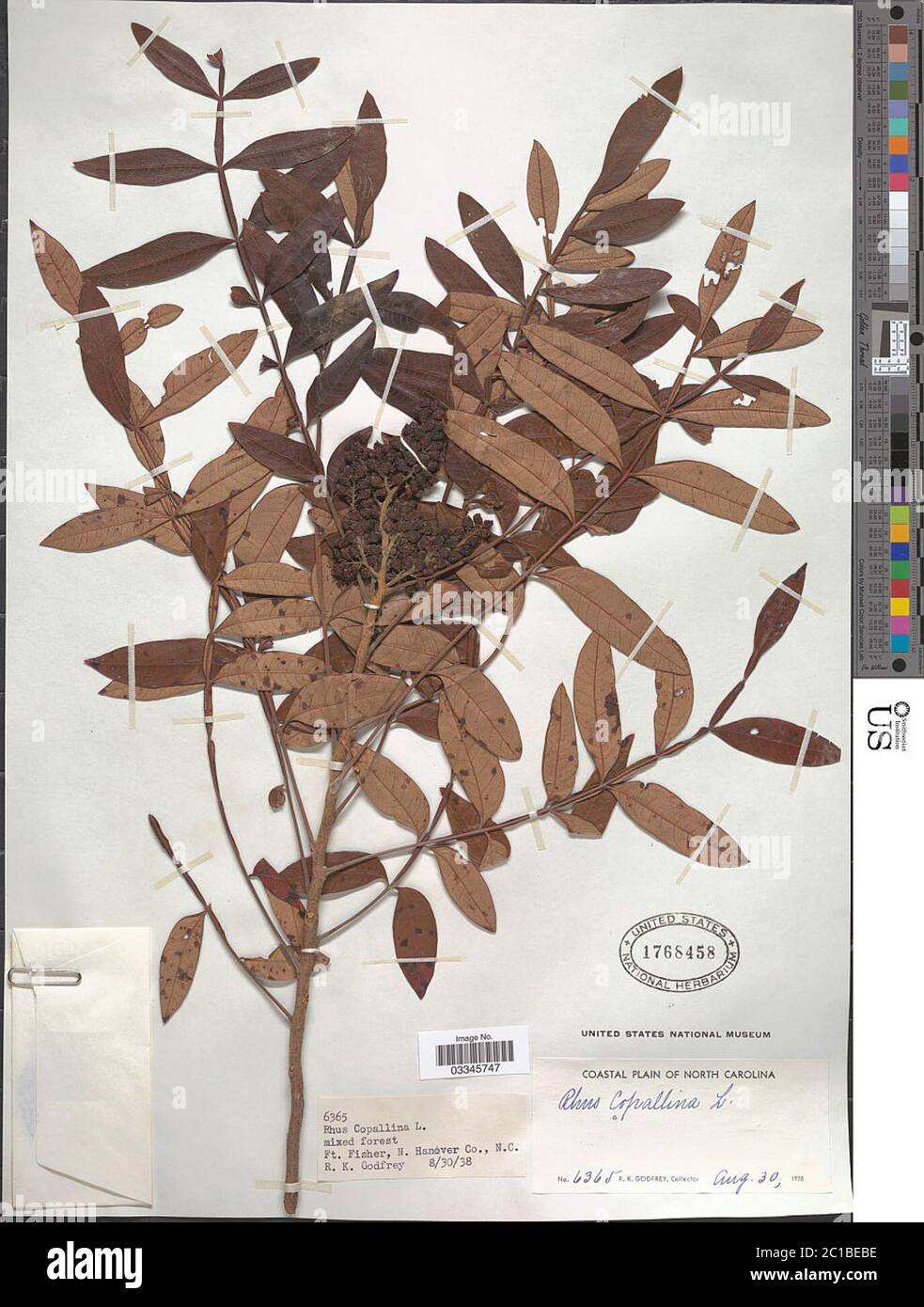 Rhus copallinum L Rhus copallinum L. Stockfoto Rhus copallinum L Rhus copallinum L. Stockfoto