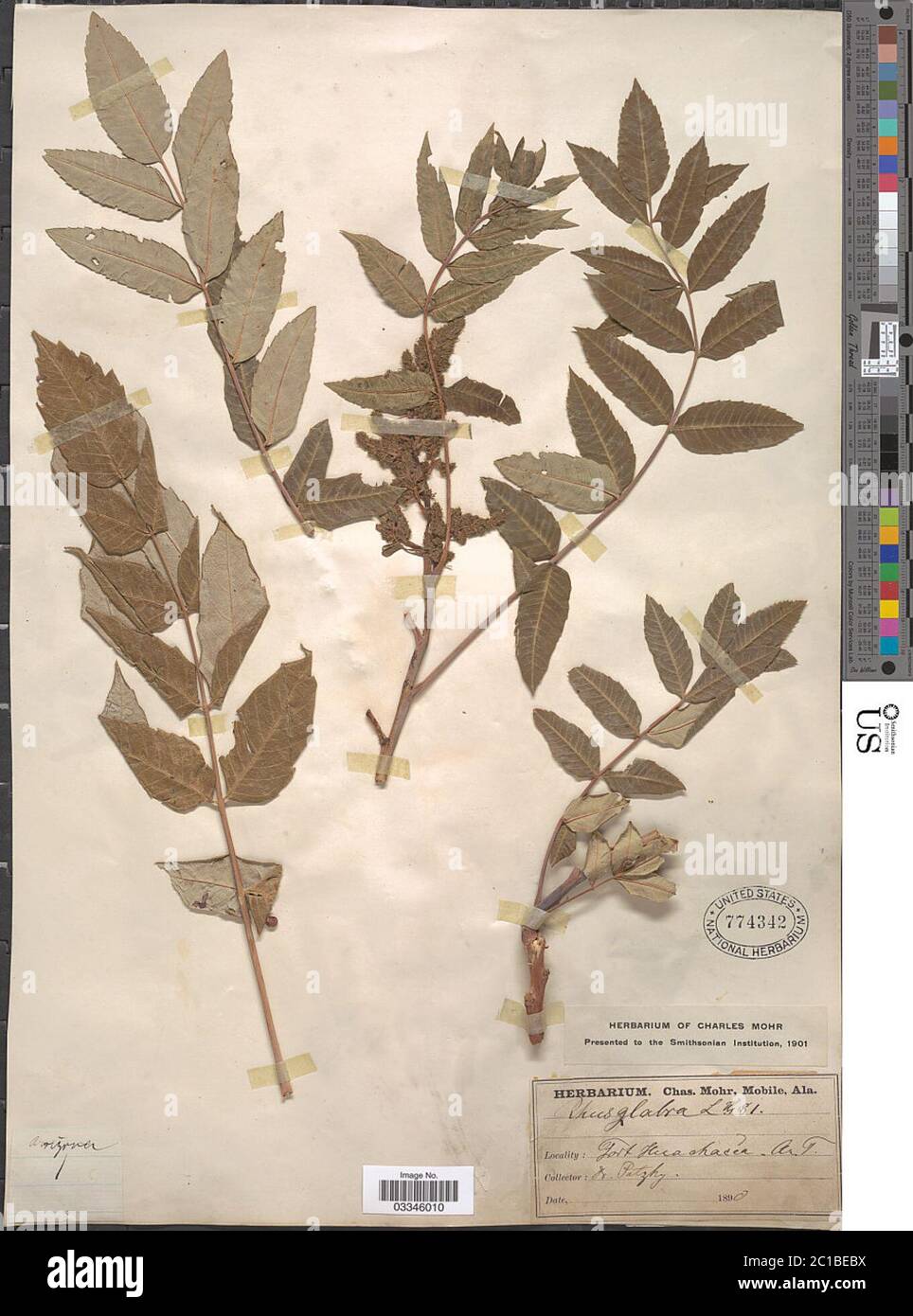 Rhus glabra L Rhus glabra L. Stockfoto Rhus glabra L Rhus glabra L. Stockfoto