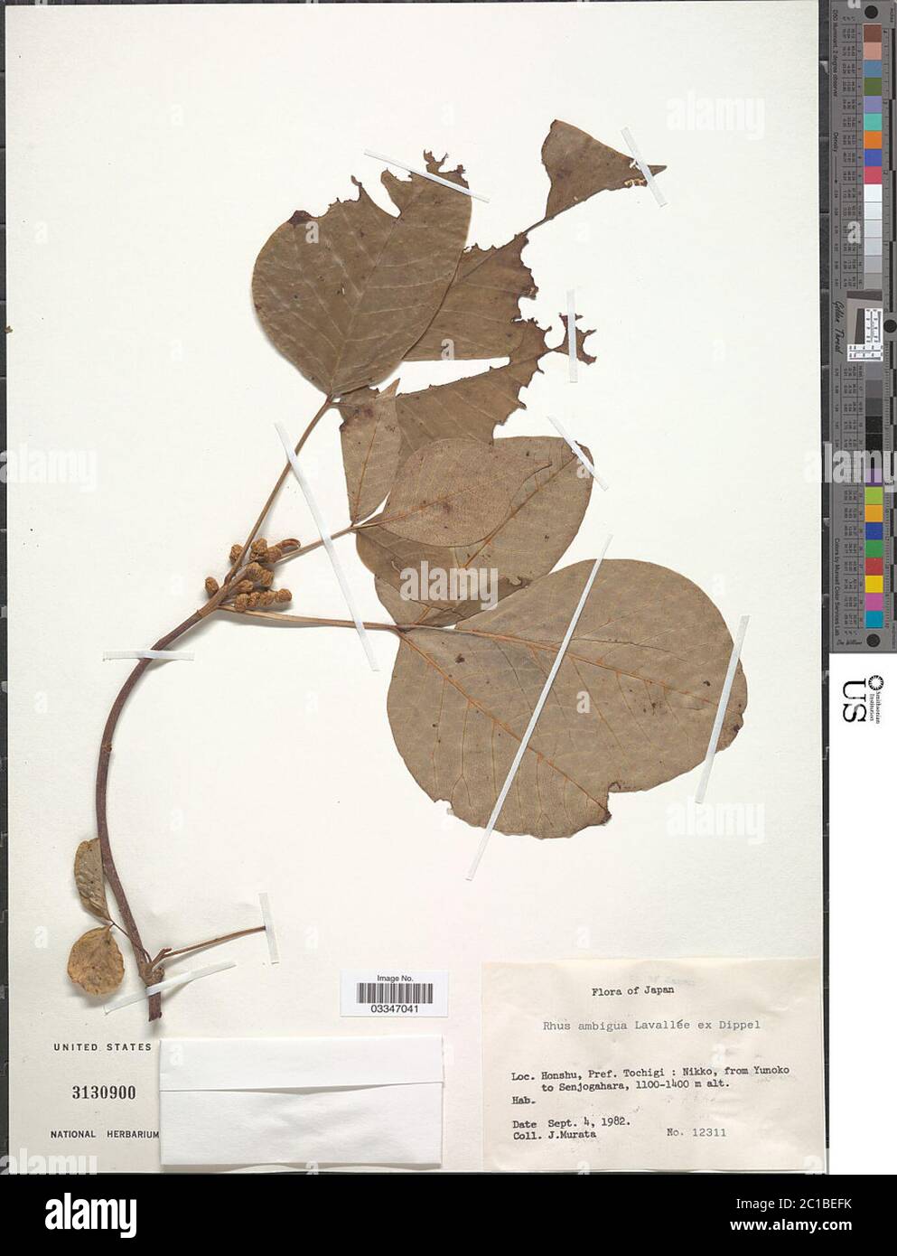 Rhus ambigua Rhus ambigua. Stockfoto Rhus ambigua Rhus ambigua. Stockfoto