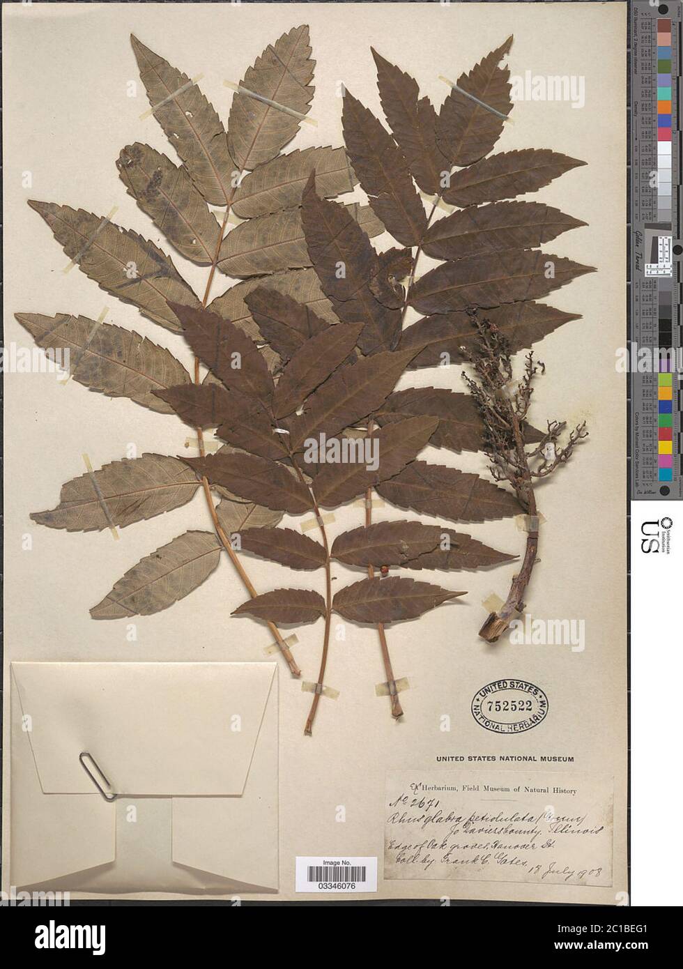 Rhus glabra L Rhus glabra L. Stockfoto Rhus glabra L Rhus glabra L. Stockfoto