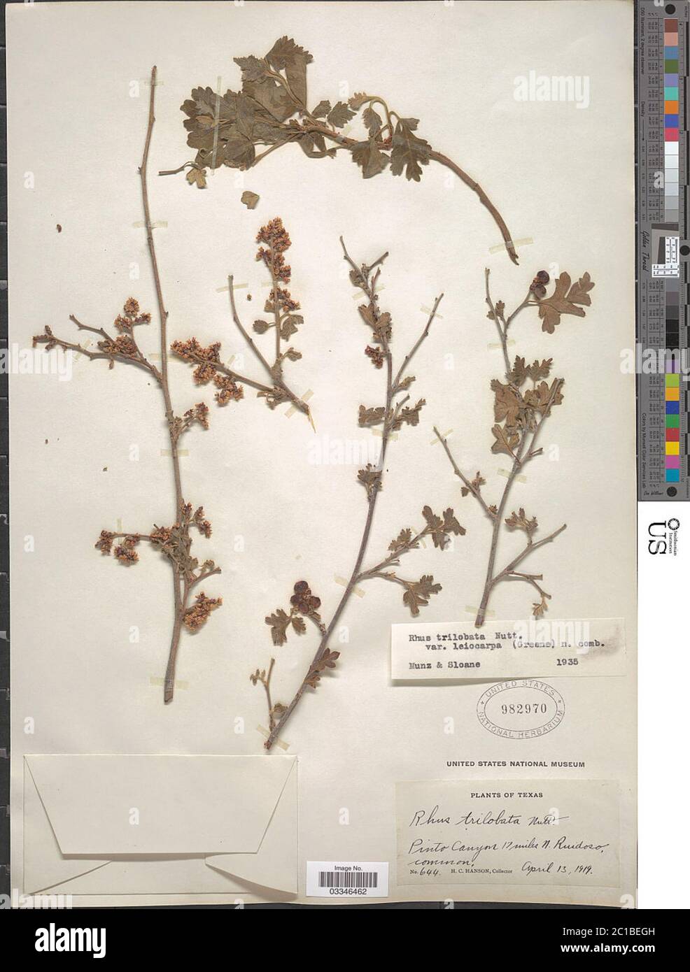 Rhus trilobata var leiocarpa Rhus trilobata var leiocarpa. Stockfoto Rhus trilobata var leiocarpa Rhus trilobata var leiocarpa. Stockfoto