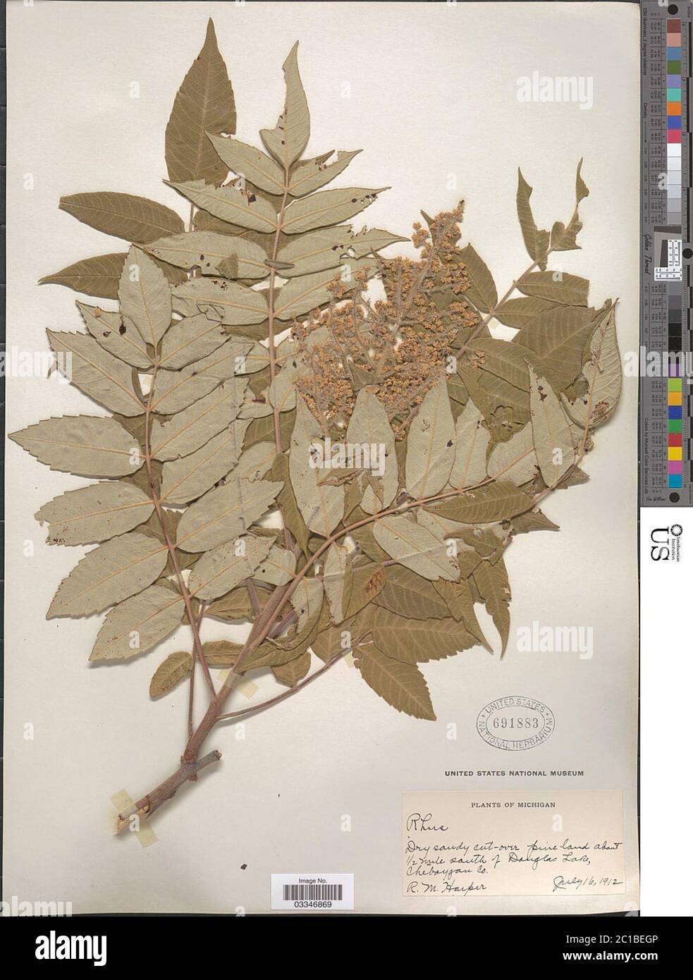 Rhus typhina L Rhus typhina L. Stockfoto Rhus typhina L Rhus typhina L. Stockfoto