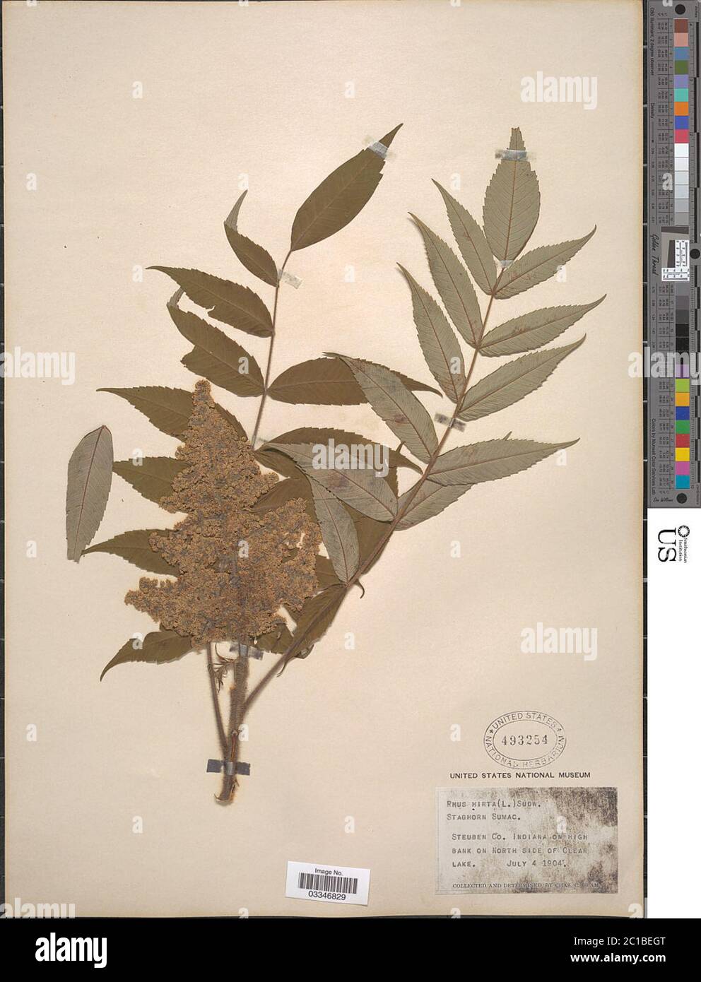 Rhus typhina L Rhus typhina L. Stockfoto Rhus typhina L Rhus typhina L. Stockfoto