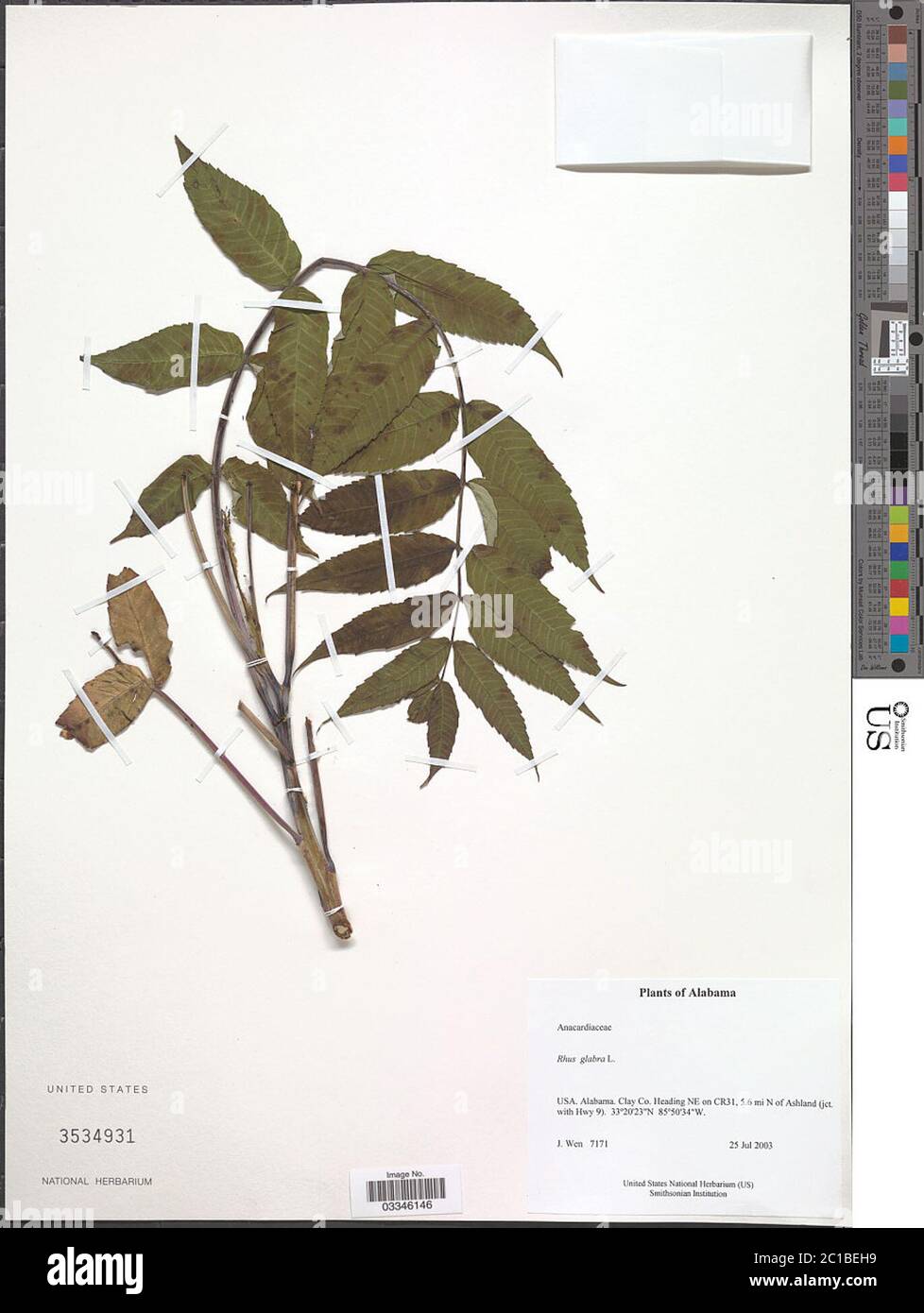 Rhus glabra L Rhus glabra L. Stockfoto Rhus glabra L Rhus glabra L. Stockfoto