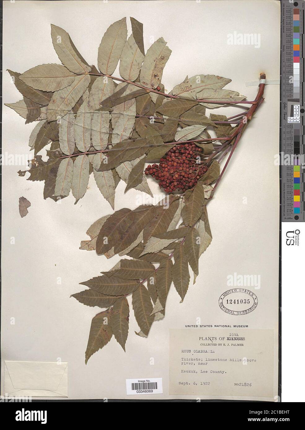 Rhus glabra L Rhus glabra L. Stockfoto Rhus glabra L Rhus glabra L. Stockfoto