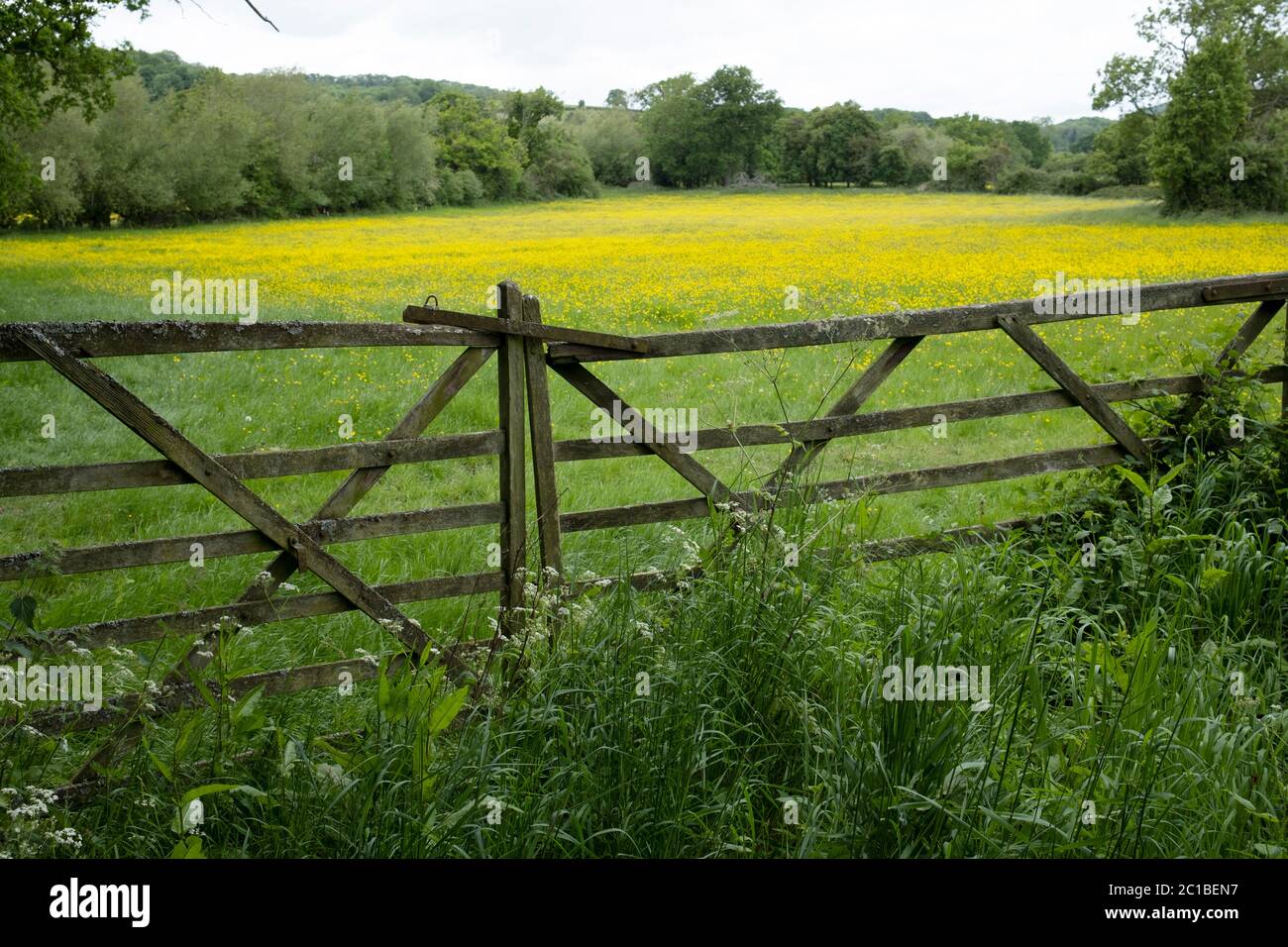 Englische Landschaft von landwirtschaftlichen Feldern bedeckt mit Butterblumen am 23. Mai 2020 in der Nähe von Martley, Großbritannien. Martley ist ein Dorf und eine Gemeinde im Malvern Hills Bezirk der englischen Grafschaft Worcestershire. Stockfoto