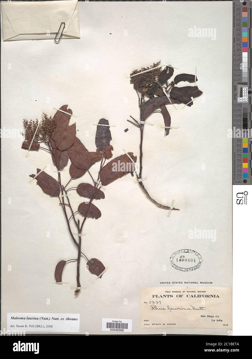 Malosma laurina Nutt Nutt ex Abrams Malosma laurina Nutt Nutt ex Abrams. Stockfoto Malosma laurina Nutt Nutt ex Abrams Malosma laurina Nutt Nutt ex Abrams. Stockfoto