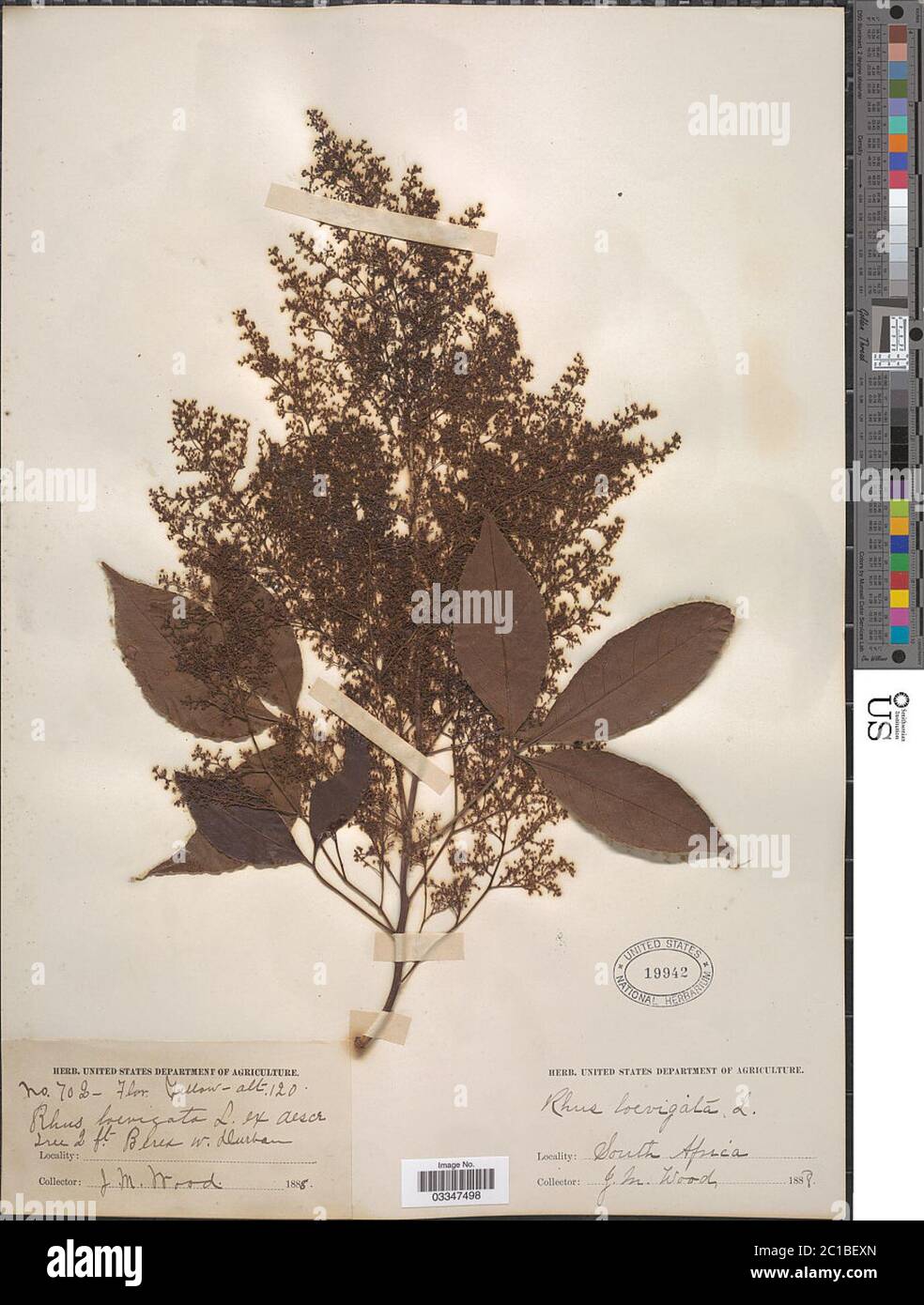 Rhus laevigata L Rhus laevigata L. Stockfoto Rhus laevigata L Rhus laevigata L. Stockfoto