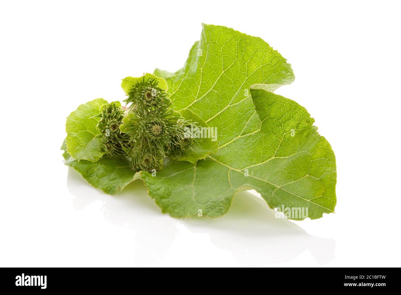 Gesunde Medizin Klette pflanze Blatt mit blühen. Stockfoto