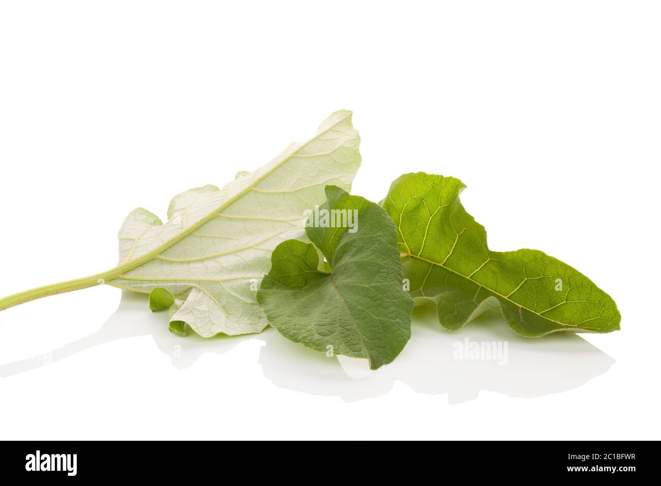 Klette Blätter Stockfoto