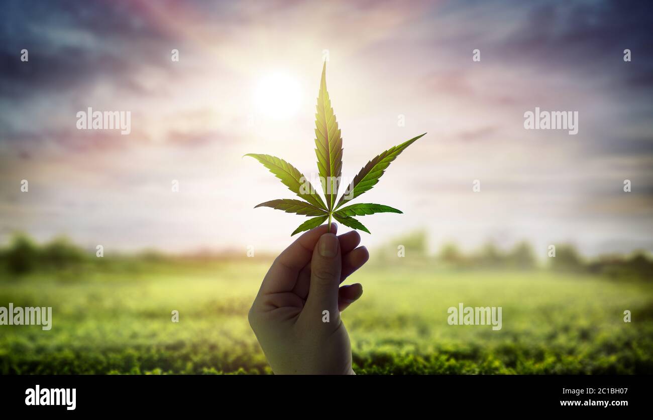 Hand Zeigt Cannabis Blatt Gegen Himmel Mit Sonnenlicht Stockfoto