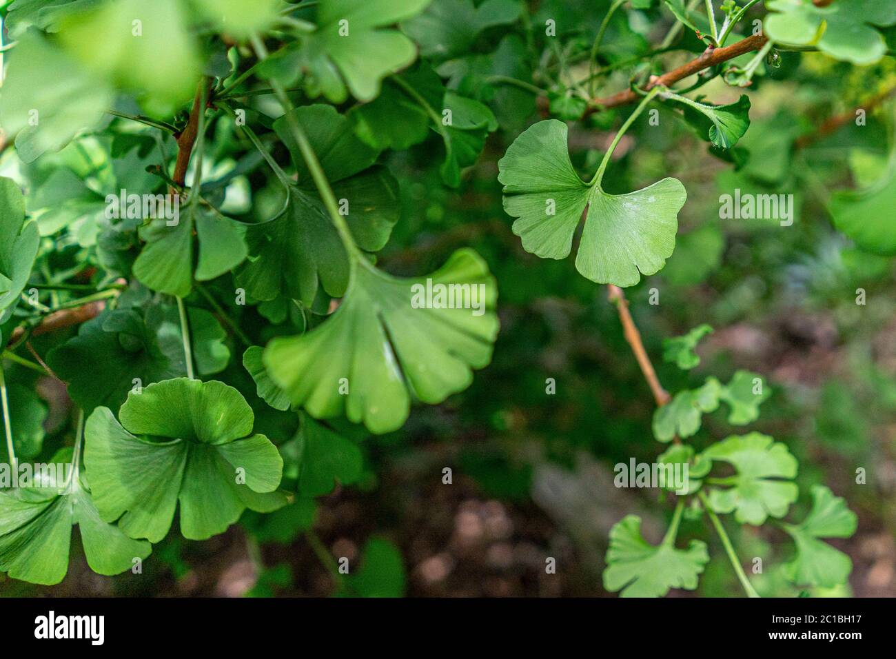 Dekorative Ginko-Buschblätter im Garten Stockfoto