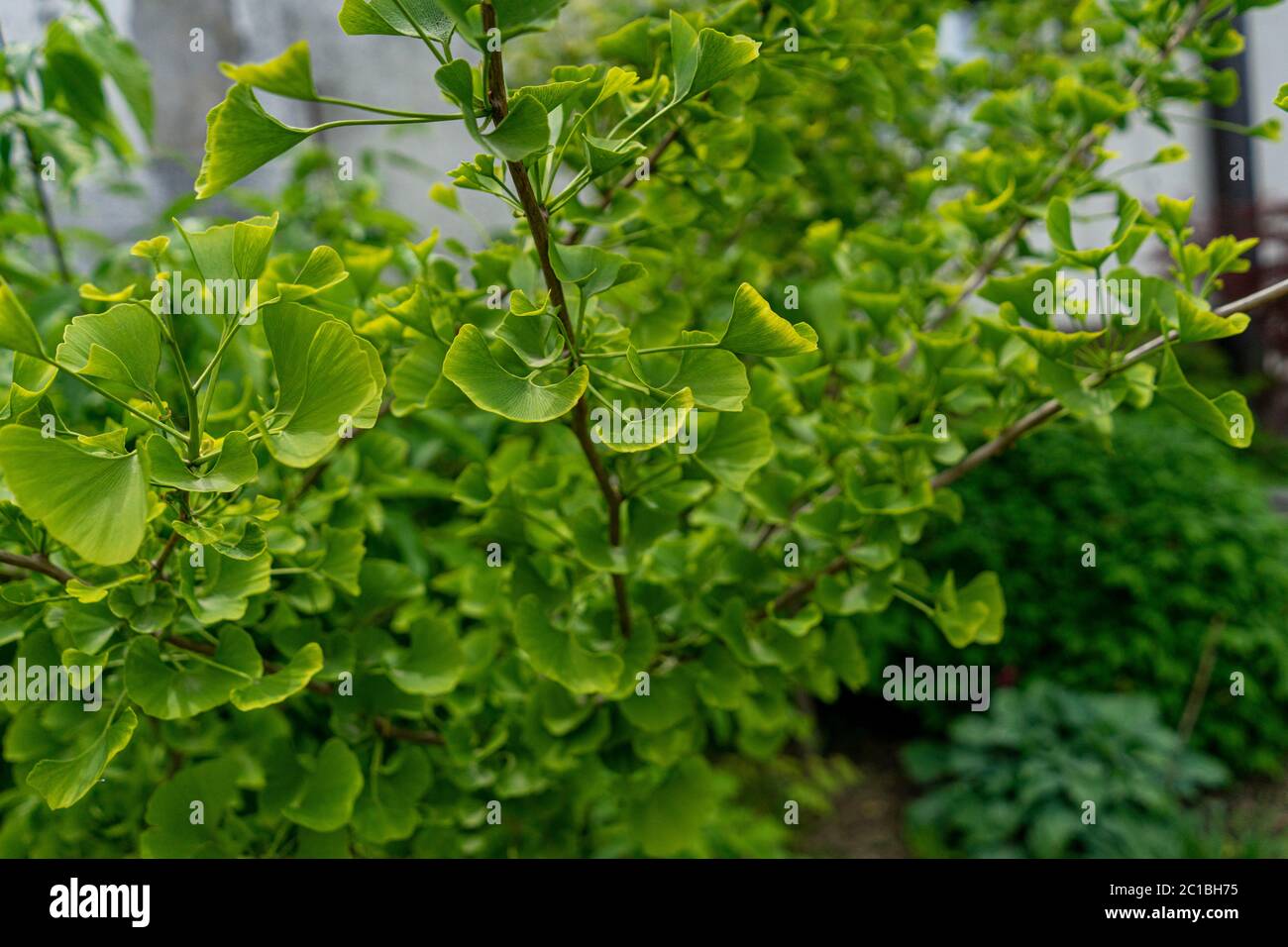 Dekorative Ginko-Buschblätter im Garten Stockfoto
