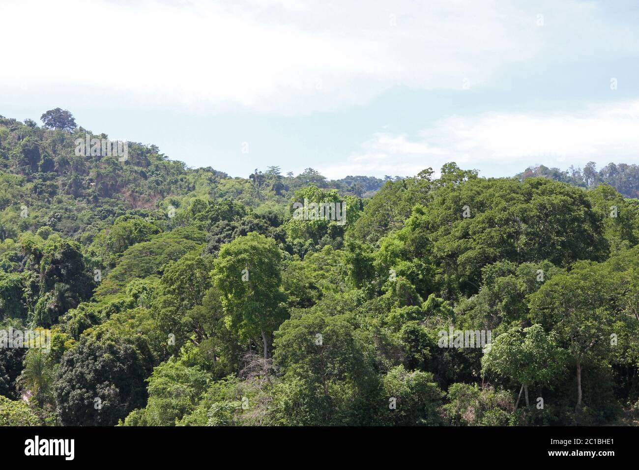 Tropischer Regenwald, Nosy Komba Island, Madagaskar. Stockfoto