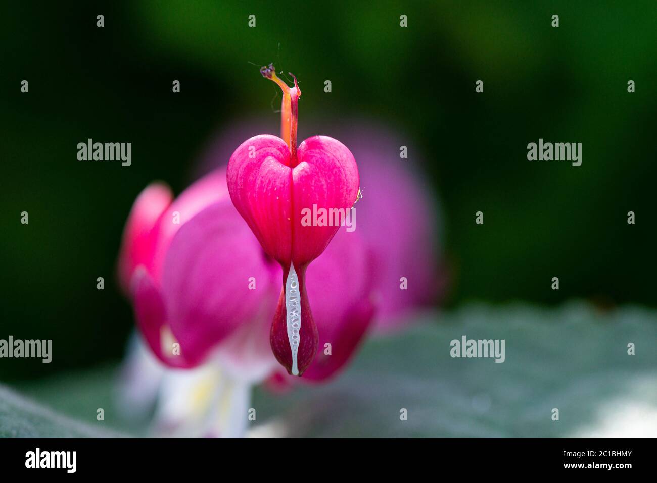 Die Blume eines blutenden Herzens (Lamprocapnos spectabilis) Stockfoto